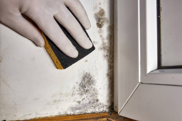 Best Residential Mold Inspection & Testing  in Lordsburg, NM
