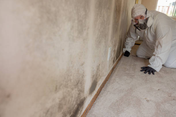 Best Mold Documentation for Insurance Claims  in Lordsburg, NM